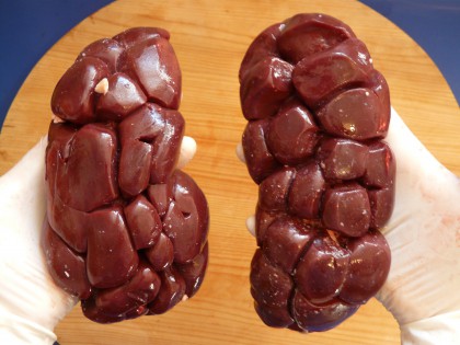 bovine_kidney_meat_beef