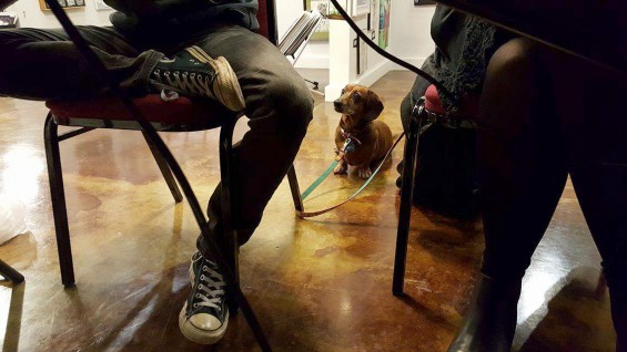  Daisy looks on as we stuff chicken pakoras from Chai Pani into our faces. - photo by Matt Johnson